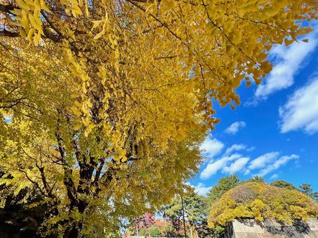 Photo, ginkgo biloba, trees, autumn leaves, 