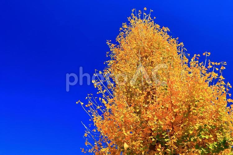 青空とイチョウの木 青空,紅葉,イチョウの写真素材