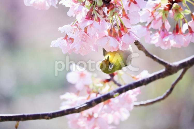 春の訪れと可愛いメジロ 春,桜,メジロの写真素材