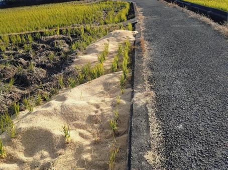 道端のもみ殻 もみ殻,農業,農家の写真素材