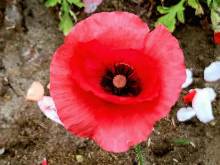 赤いポピーの花 クローズアップ 赤いポピーの花 クローズアップの写真