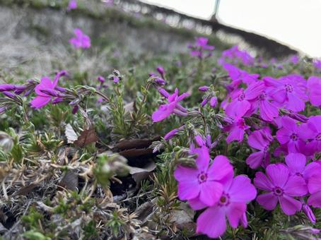 シバザクラ２の写真