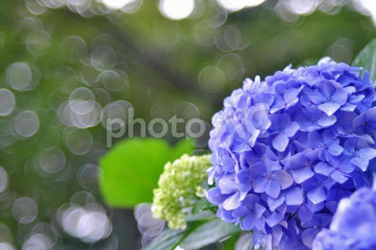 アジサイと光のシャボン玉② 紫陽花,アップ,玉ボケの写真素材