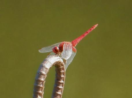 [Insect photo] Scarlet dragonfly (male), JPG