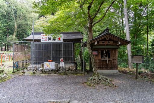 京都 日吉大社 西本宮 新猿と神馬 京都 日吉大社 西本宮 新猿と神馬 日吉大社,日枝社,日吉の写真素材