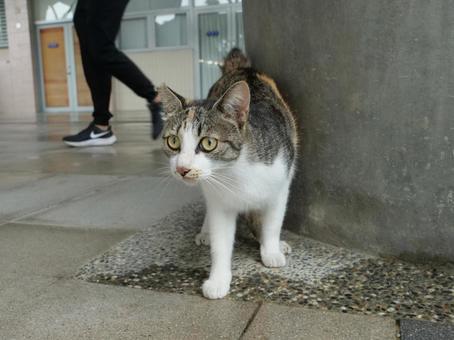 台湾 駅 野良猫 台湾 駅 野良猫 野良猫,地域猫,猫の写真素材