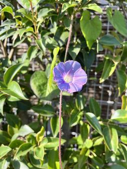 垣根の朝顔 花,朝顔,植物の写真素材