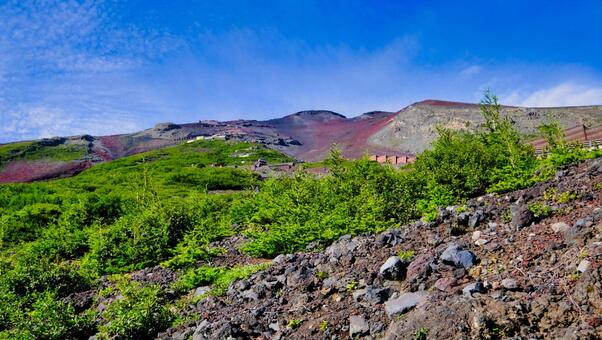 富士山に咲いている植物と山小屋の風景 自然,風景,植物の写真素材