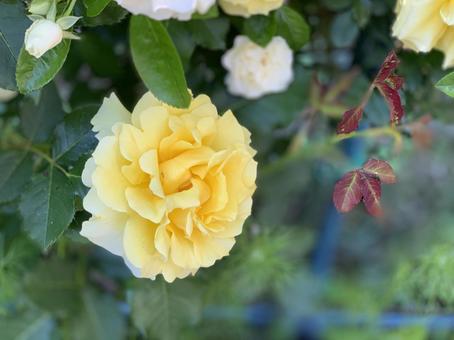 バラ バラの写真