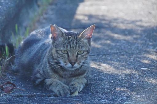 ねこ ねこの写真