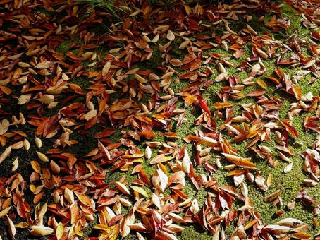 落ち葉、明暗 落ち葉,枯れ葉,日向の写真素材