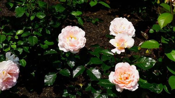バラの花 バラの花の写真