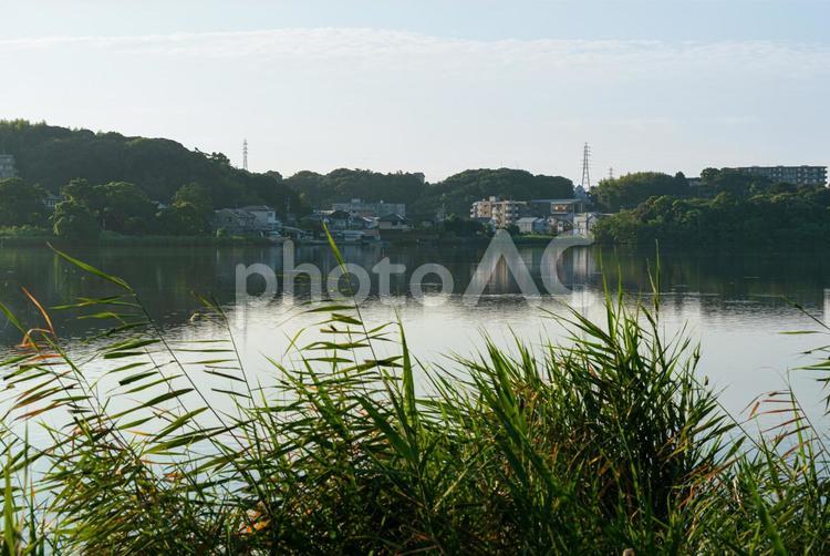 朝の清々しい空気の佐鳴湖 湖,湖面,水面の写真素材