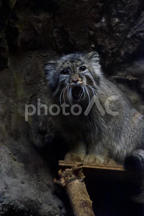 上野動物園マヌルネコさん 猫,夜の動物園,あくびの写真素材