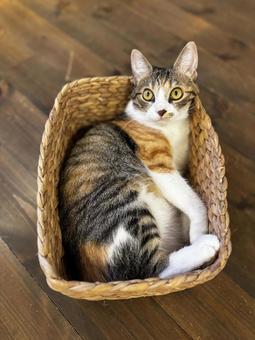 カゴいり三毛猫 カゴいり三毛猫 もふもふ,三毛猫,ミケの写真素材