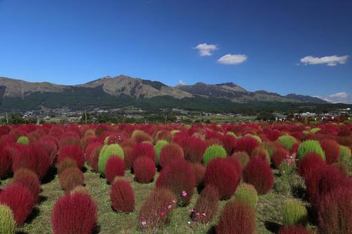 阿蘇山とコキア 阿蘇,南阿蘇,阿蘇山の写真素材