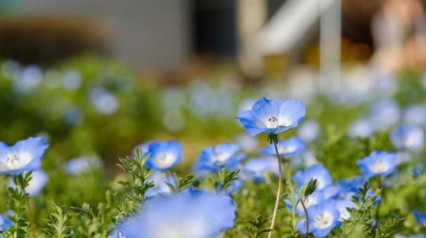 Nemophila flowers swaying in the spring breeze, JPG Nemophila flowers swaying in the spring breeze, JPG
