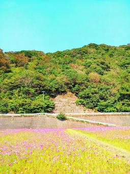 山とコスモス畑 山とコスモス畑の写真