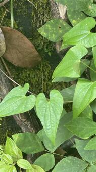 ニガカシュウの葉 ニガカシュウ,葉,ハートの写真素材