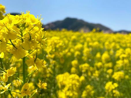 菜の花 菜の花,菜の花畑,春の写真素材