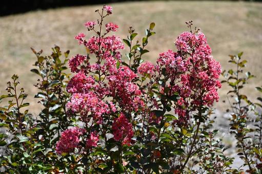 赤い花に白い柄のついた百日紅の写真