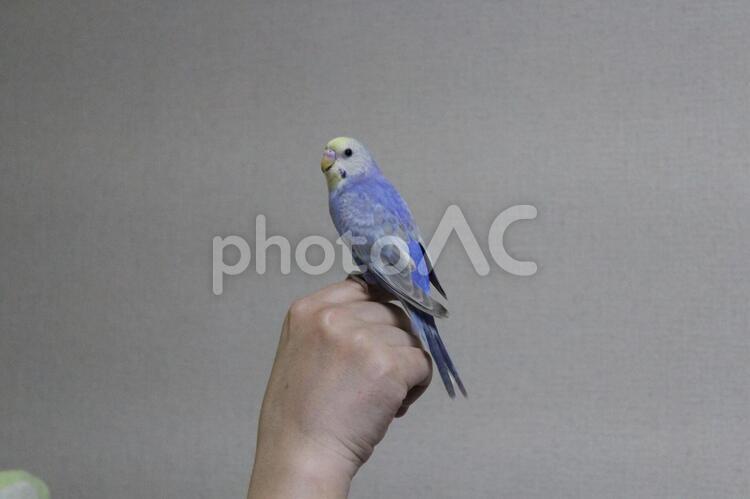 手乗りセキセイインコ かわいい,ひな鳥,インコの写真素材