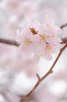 桜 桜の写真