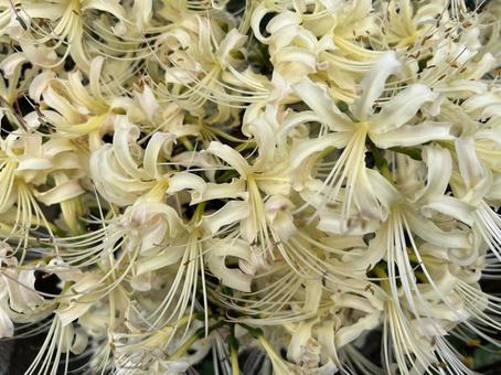 秋の花壇に咲く白いヒガンバナ、曼珠沙華 秋の花壇に咲く白いヒガンバナ、曼珠沙華 彼岸花,白,花の写真素材