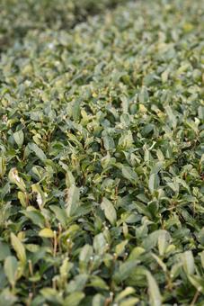 冬に剪定された茶畑 冬に剪定された茶畑 茶畑,剪定,茶の写真素材