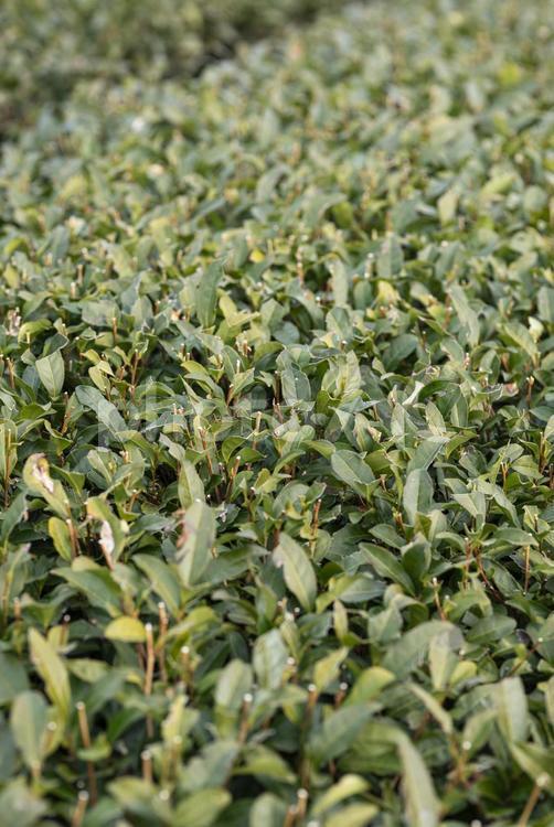 冬に剪定された茶畑 茶畑,剪定,茶の写真素材