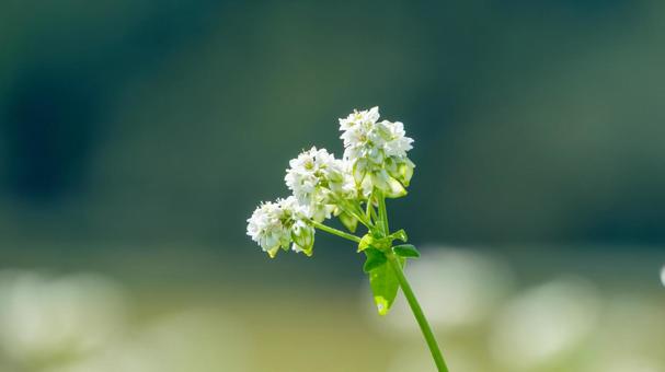 蕎麦の白い小花のクローズアップ 蕎麦の白い小花のクローズアップ 蕎麦,花,白の写真素材