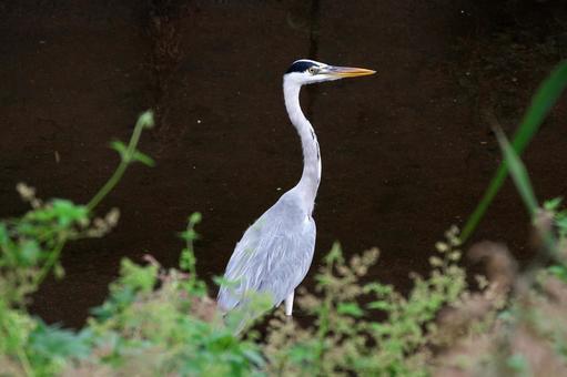 アオサギ19の写真