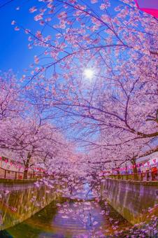 中目黒の満開の桜 中目黒の満開の桜 目黒川,目黒川の桜,桜の写真素材