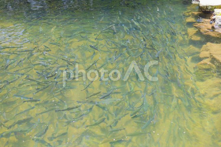 魚の群れ 魚,さかな,泳ぐの写真素材
