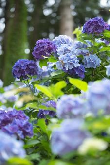 紫陽花 紫陽花の写真