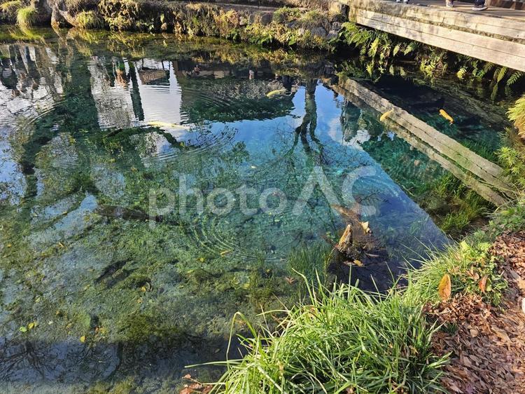 美しい忍野八海の一部分 忍野八海,山梨県,湧水池の写真素材