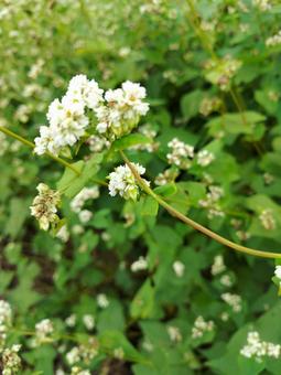蕎麦の花の写真