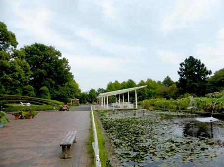 9月の大船フラワーセンター園内の風景 大船,フラワーセンター,鎌倉市の写真素材