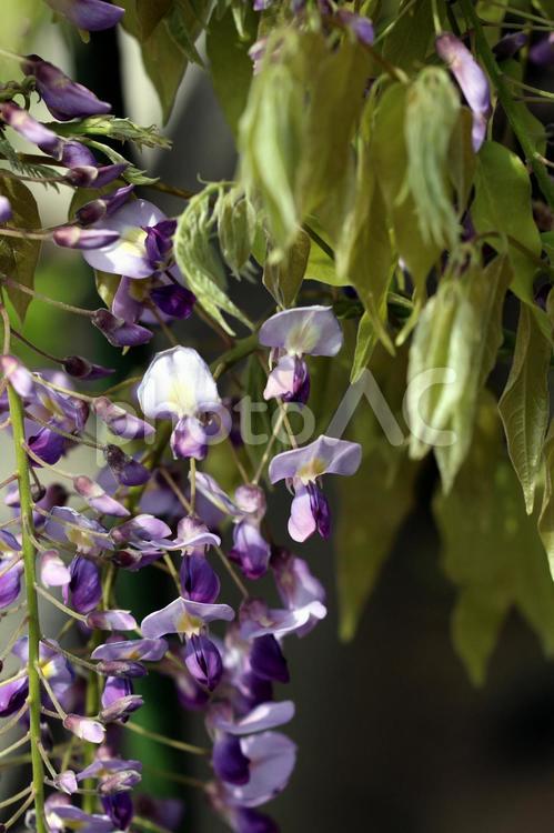 紫が美しい藤の花　02 植物,藤,かわいいの写真素材