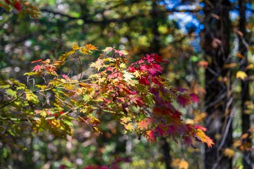 もみじの写真