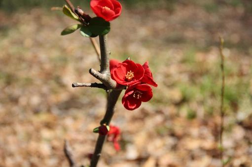 Red flower (bokeh), JPG