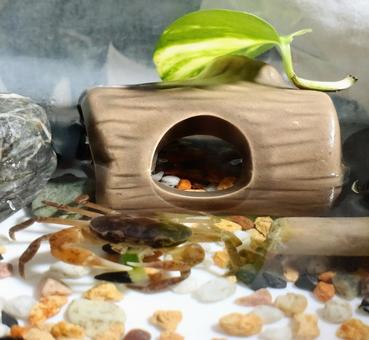 さわがに、きゅうりを食べる さわがに、きゅうりを食べる サワガニ,カニ,川の生き物の写真素材
