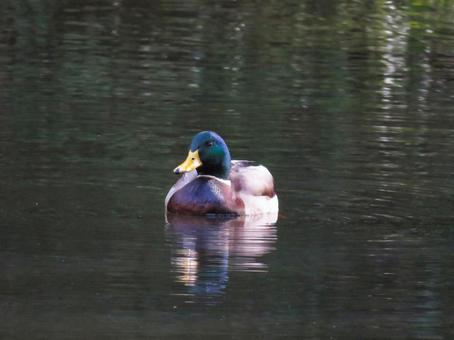 池で泳ぐマガモのオス マガモ,野鳥,生き物の写真素材