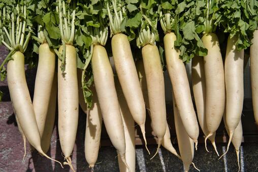 たくあん漬けの大根干し 大根,つるし大根,乾燥の写真素材