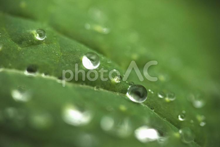 ＜自然の風景＞雨上がりの草原の葉の水玉 風景,植物,葉の写真素材