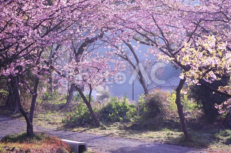 桜と朝の穏やかな風景 桜,春,風景の写真素材