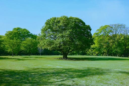 緑の木 緑の木 公園,木,森の写真素材