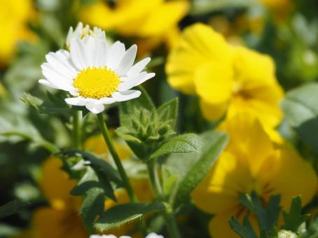 春の花 春の花の写真