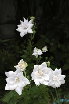 白いキキョウの花 白いキキョウの花 植物,花,桔梗の写真素材