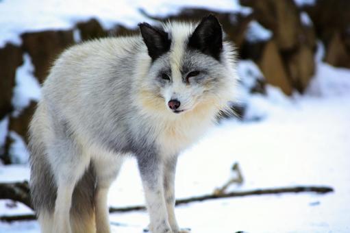 A fox walking on the snow, JPG